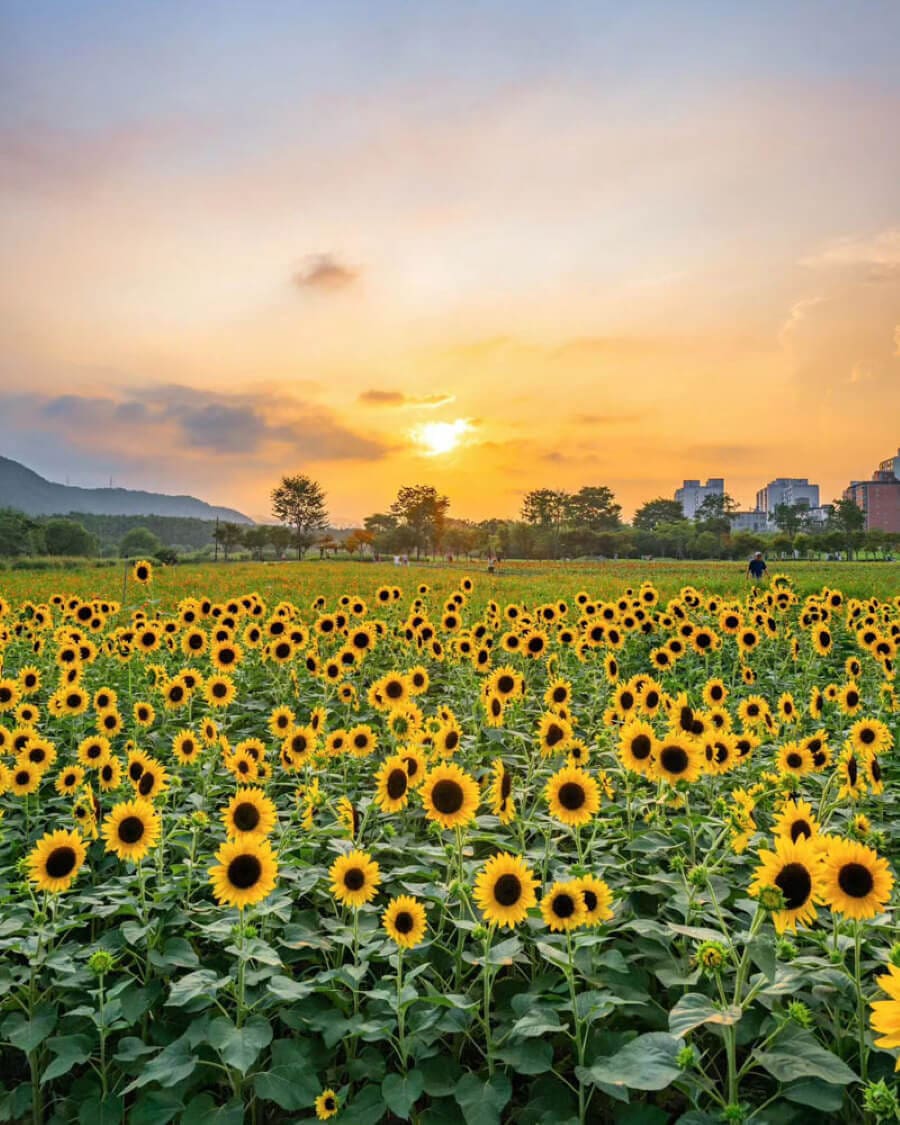 Hàng triệu bông hoa hướng dương đua nhau khoe sắc, vươn mình đón ánh mặt trời, tạo nên một khung cảnh đẹp đến ngỡ ngàng