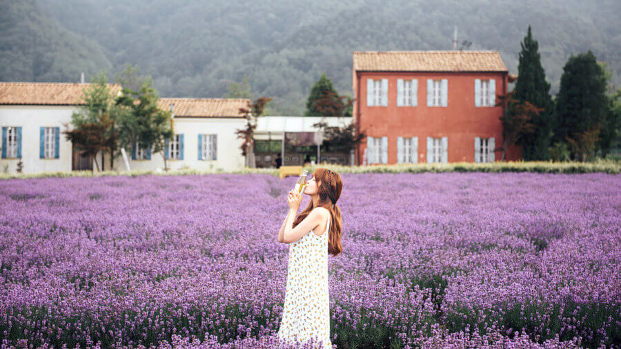 Hàng ngàn bông hoa oải hương đua nhau khoe sắc, tỏa ra một mùi hương thơm dịu nhẹ, quyến rũ