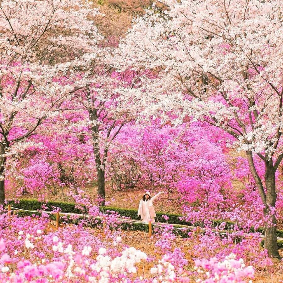 Hàng vạn bông hoa đỗ quyên đua nhau khoe sắc, nhuộm tím cả một vùng trời