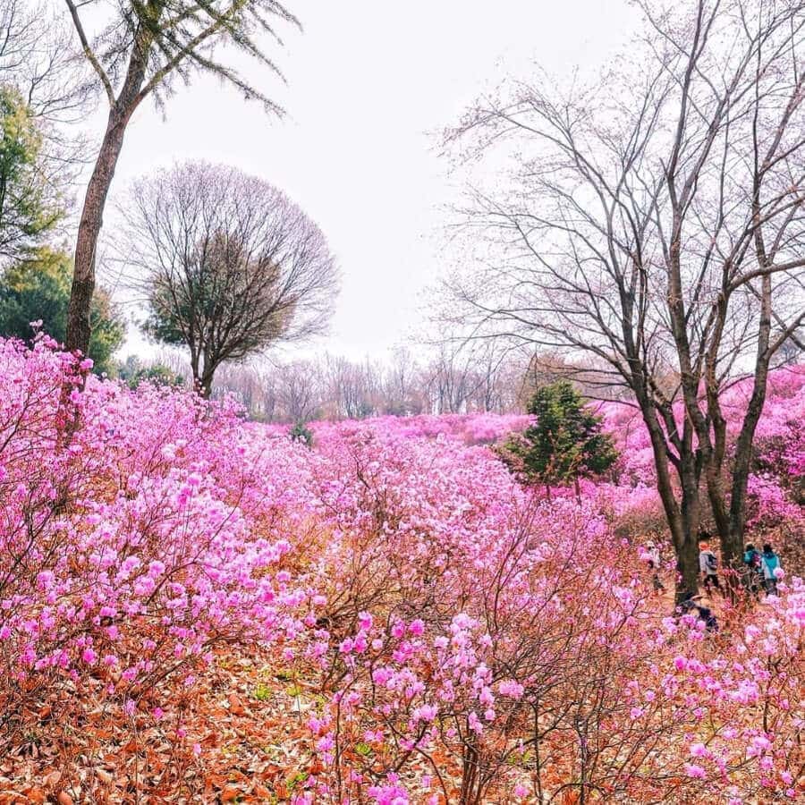 Những cánh hoa mỏng manh, mềm mại như nhung, xếp tầng tầng lớp lớp tạo nên những bức tranh thiên nhiên tuyệt đẹp