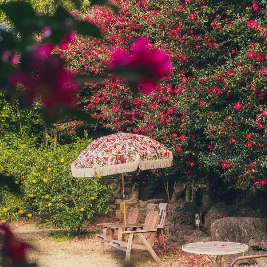 Những bông hoa trà, biểu tượng của đồi, khoe sắc hồng tươi tắn, điểm xuyết trên nền lá xanh mướt tại đồi Camellia