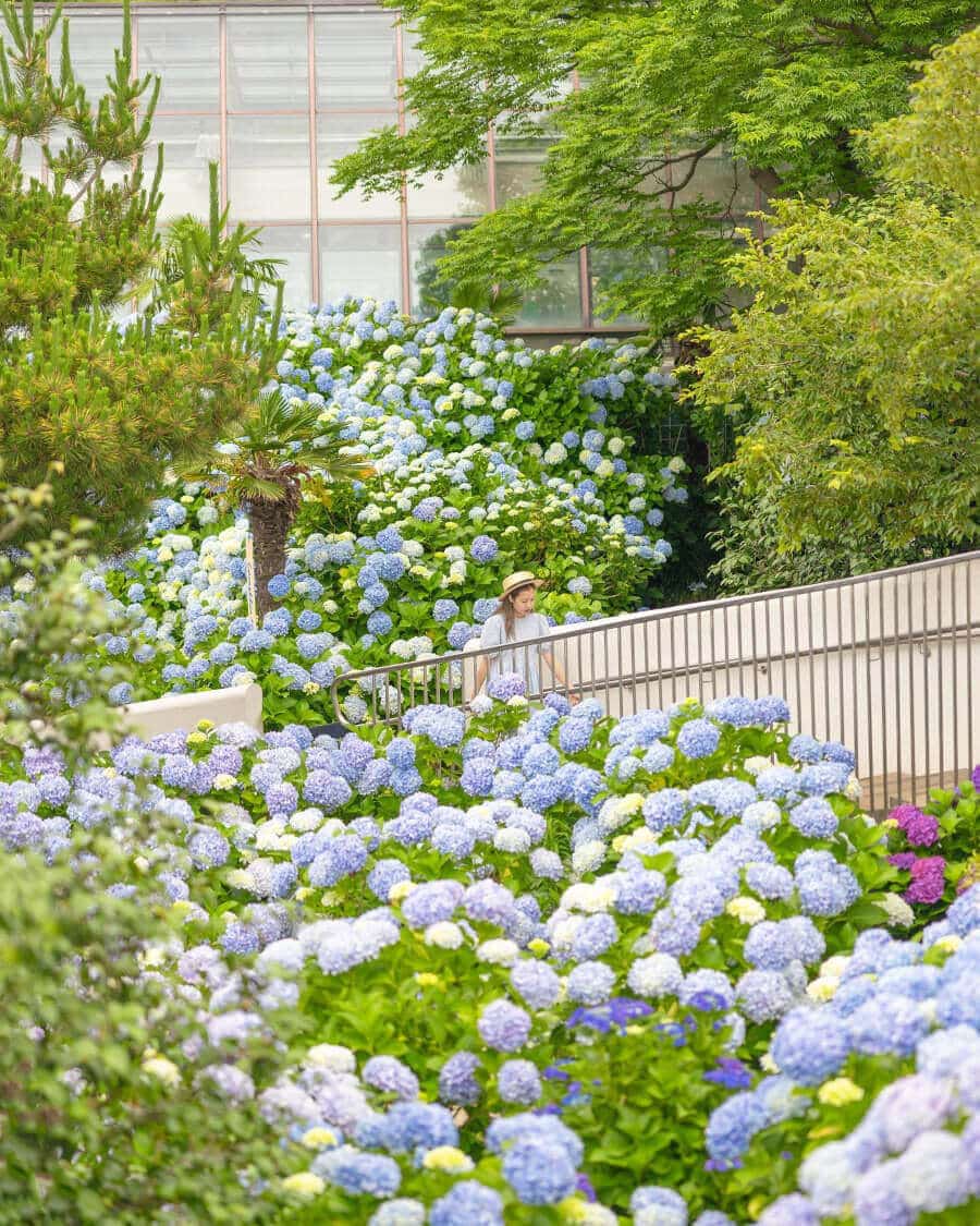 Cẩm tú cầu cũng là một trong những loài hoa tuyệt đẹp tại ngọn đồi này