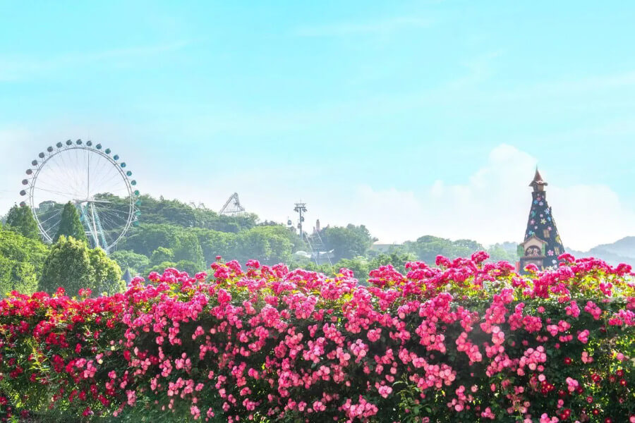 Everland còn nổi tiếng là một thiên đường hoa rực rỡ tại Hàn Quốc