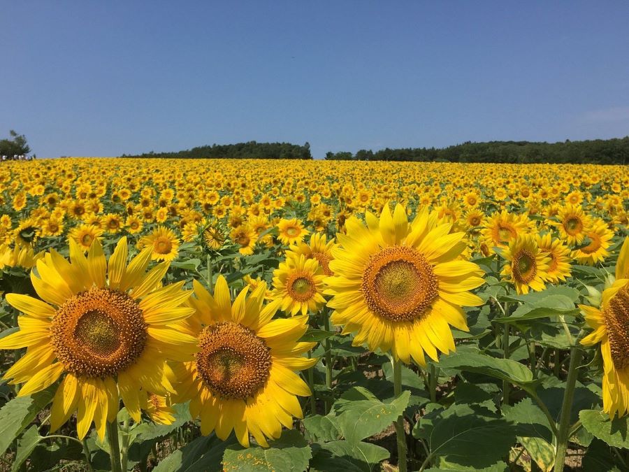 Himawari no Sato nổi tiếng tại Nhật