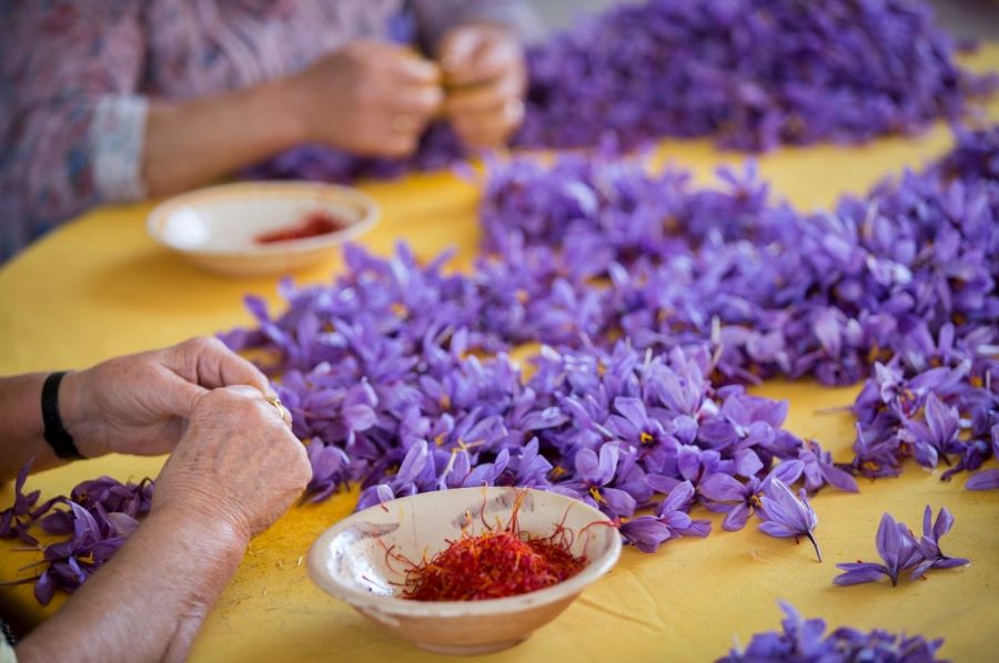 Lễ hội Fiesta de la Rosa del Azafrán nhằm tôn vinh vẻ đẹp và giá trị kinh tế của hoa hồng nghệ tây