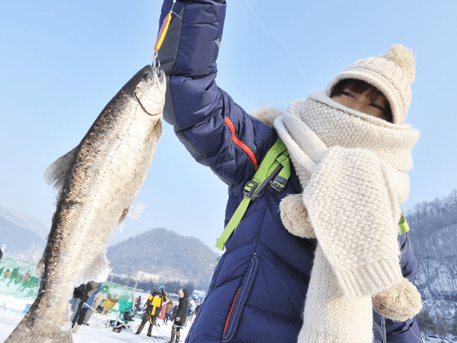 Lễ hội câu cá Pyeongchang đã trở thành một điểm đến hấp dẫn cho du khách khi mùa đông đến