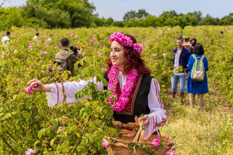 Nghi thức hái hoa hồng truyền thống trong lễ hội hoa hồng