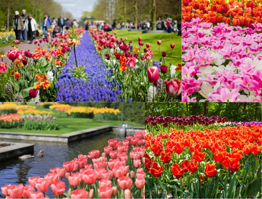 Keukenhof – khu vườn hoa lớn nhất thế giới bắt đầu bung nở rực rỡ mỗi khi mùa xuân gõ cửa