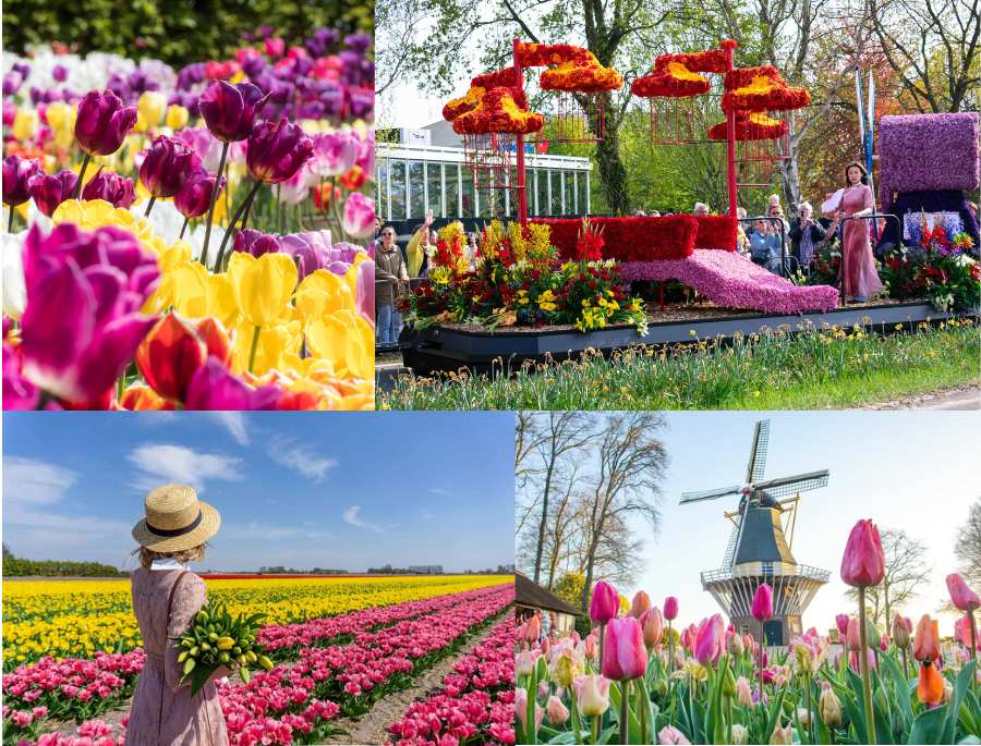 Lễ hội hoa Keukenhof không chỉ là một sự kiện du lịch mà còn mang nhiều ý nghĩa văn hóa và kinh tế quan trọng của Hà Lan