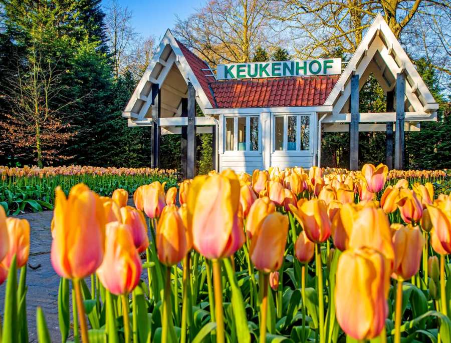 Keukenhof truyền tải thông điệp về bảo vệ môi trường, để mọi người yêu quý và gìn giữ vẻ đẹp của thiên nhiên