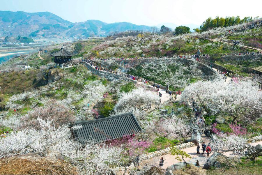 Hàng ngàn cây hoa mơ đua nhau khoe sắc trắng tinh khôi, phủ kín những ngọn đồi tại Gwangyang