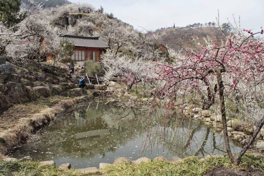 Gwangyang với những cánh đồng hoa mơ trắng tinh khôi, là một điểm đến lý tưởng cho những ai muốn tìm kiếm sự bình yên và thư giãn