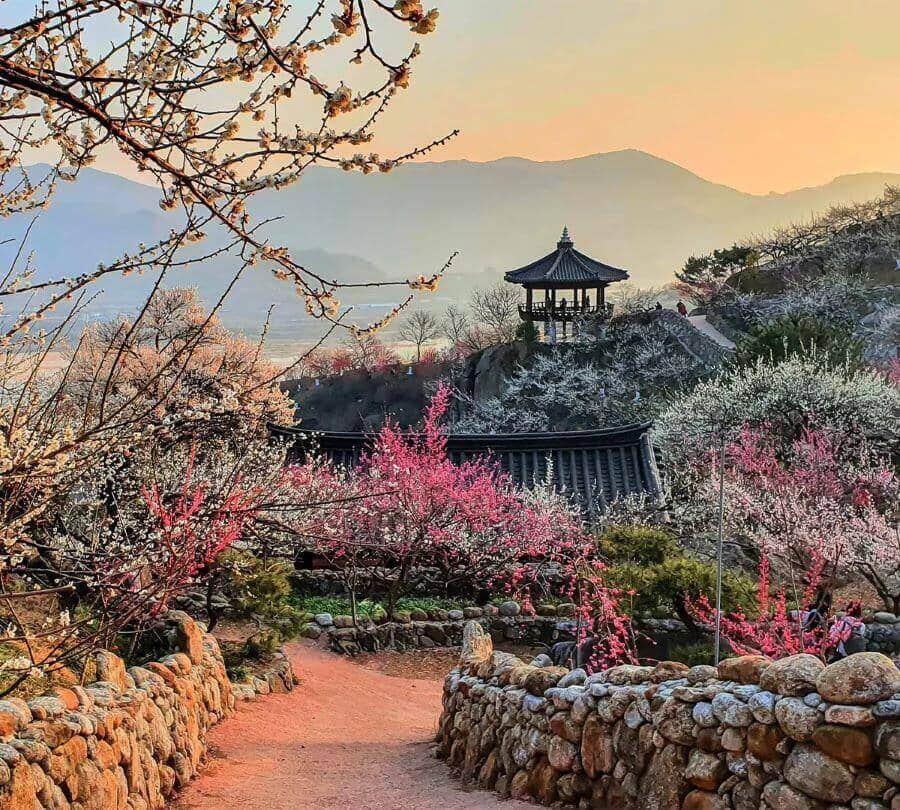 Vẻ đẹp của hoa mơ Gwangyang tại Hàn Quốc là một bức tranh tuyệt mỹ mỗi khi xuân về