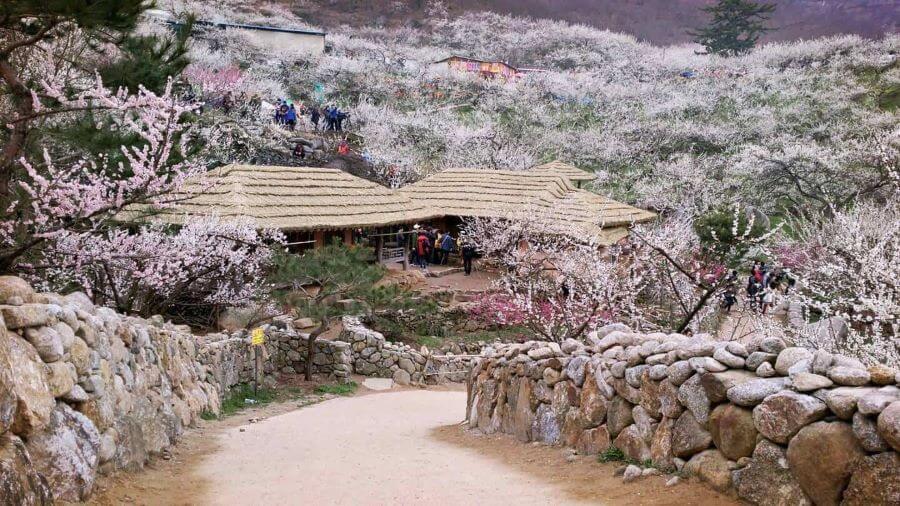 Làng Maehwa tại Gwangyang là một bức tranh thiên nhiên tuyệt đẹp với những cánh hoa mơ trắng tinh khôi bung nở