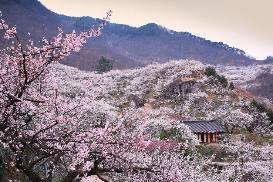 Vào mùa xuân, khi những bông hoa mơ trắng tinh khôi bắt đầu bung nở, cả khu rừng mơ Baegunsan trở nên lãng mạn và thơ mộng đến nao lòng