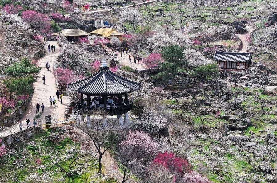 Đến với Lễ hội hoa mơ GwangYang, bạn như được đắm chìm trong bức tranh thiên nhiên tuyệt đẹp với những bông hoa mơ trắng tinh khôi