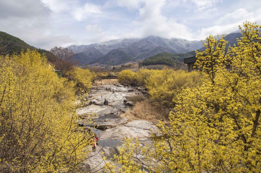 Với khung cảnh vàng rực rỡ, Lễ hội hoa Sơn Thù Du tại Jeollanam sẽ mang đến cho bạn thật nhiều trải nghiệm thú vị