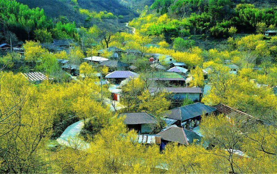 Lễ hội hoa Sơn Thù Du ở Jeollanam là một trong những sự kiện văn hóa nổi tiếng nhất của Hàn Quốc vào mùa xuân