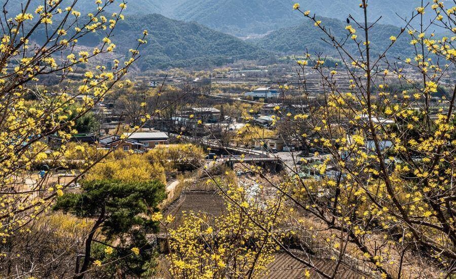 Lễ hội hoa Sơn Thù Du được diễn ra vào khoảng thời gian hoa Sơn Thù Du nở rộ nhất, thường là vào giữa tháng 3