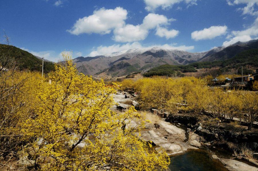 Lễ hội hoa Sơn Thù Du tại Jeollanam, Hàn Quốc là một sự kiện mùa xuân tuyệt đẹp và được mong chờ nhất trong năm