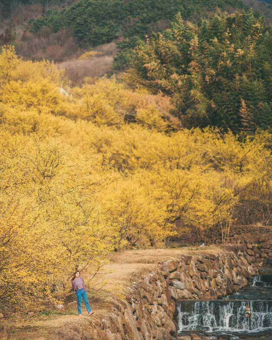 Đến với lễ hội, bạn sẽ được chiêm ngưỡng những con đường, sườn đồi nhuộm vàng bởi hàng ngàn cây hoa Sơn Thù Du