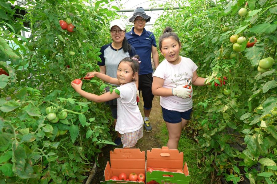 Dừng chân tại lễ hội cà chua Gwangju Toechon, du khách còn có thể tự tay hái cà chua