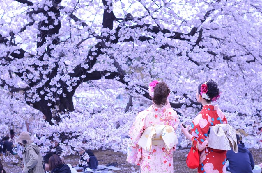 Hanami là lễ hội hoa anh đào truyền thống của Nhật Bản 