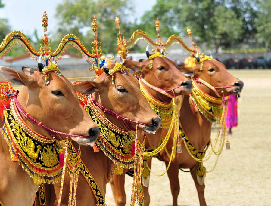 Những chú bò tham gia lễ hội phải khỏe mạnh, được chăm sóc và có chế độ huấn luyện tốt nhất.