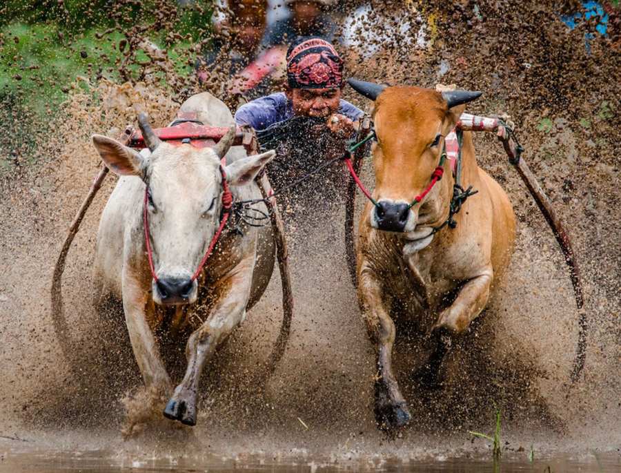 Người điều khiển tập trung chỉ đạo các chú bò để dành chiến thắng trong lễ hội