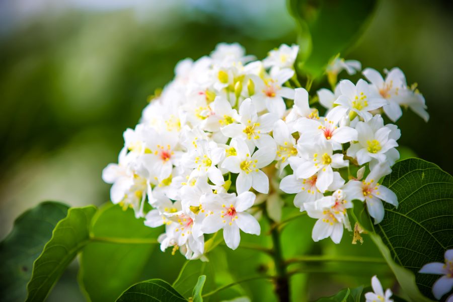 Lễ hội hoa Tung là cơ hội để người Trung Quốc đắm mình trong vẻ đẹp của thiên nhiên 