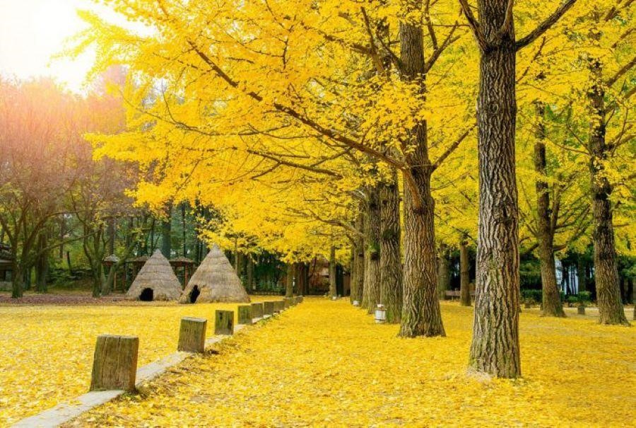 Nami xinh đẹp và quyến rũ nhất vào mùa thu