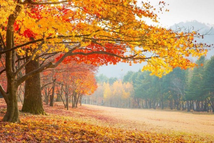 Nami xinh đẹp và quyến rũ nhất vào mùa thu