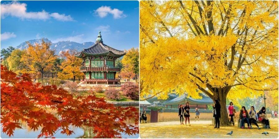 Tháng 10, tháng 11 thời tiết Hàn Quốc lạnh và lá vàng rơi nhiều hơn