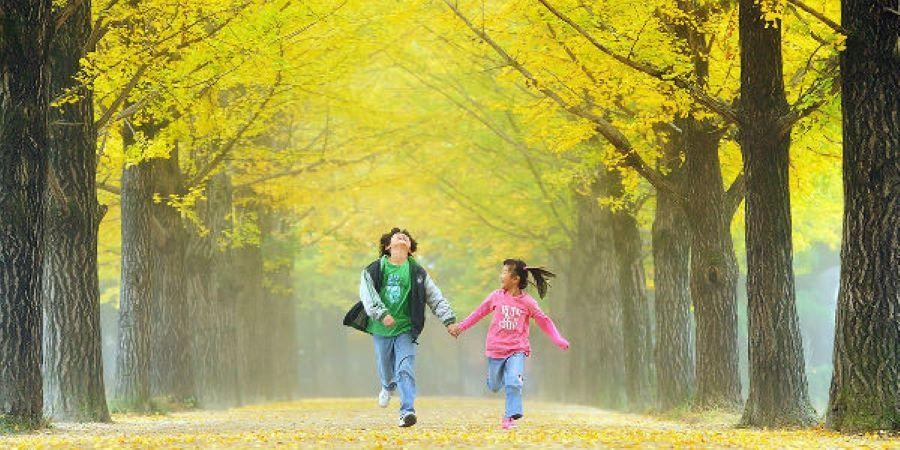 Sắc vàng ấm áp của mùa thu Hàn Quốc