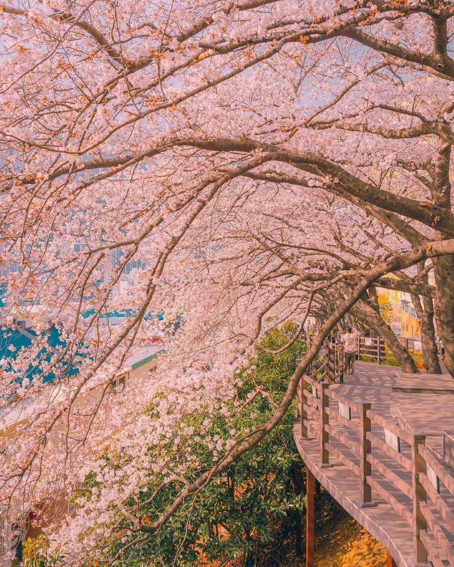 Vẻ đẹp của những cánh hoa anh đào siêu đẹp tại xứ Hàn