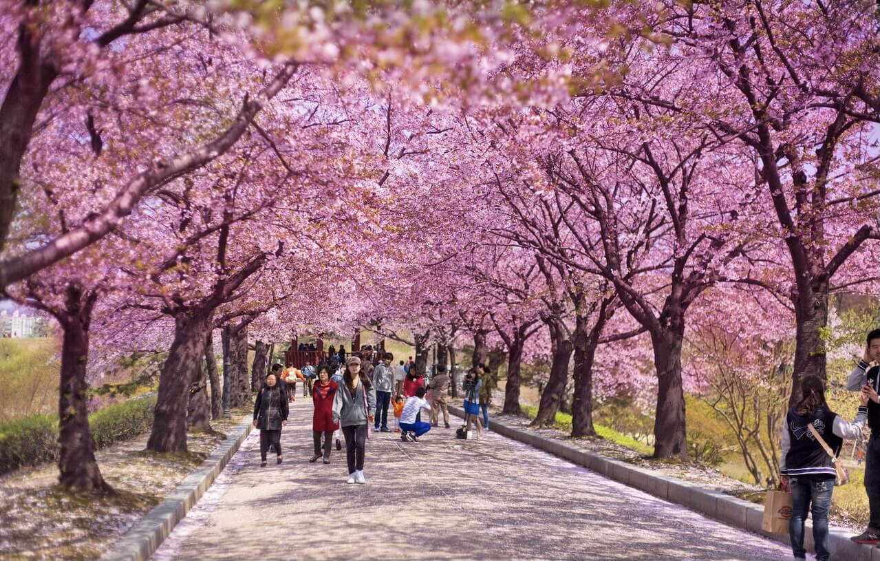 Mãn nhãn với vẻ đẹp của mùa hoa anh đào Hàn Quốc