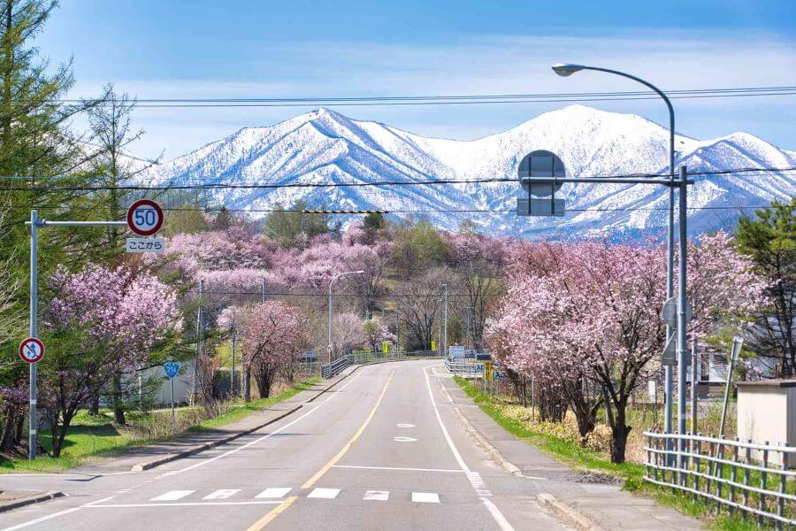 Hoa anh đào ở Hokkaido mang một vẻ đẹp dịu dàng, hài hòa với thiên nhiên hoang dã khiến nhiều du khách vô cùng yêu thích