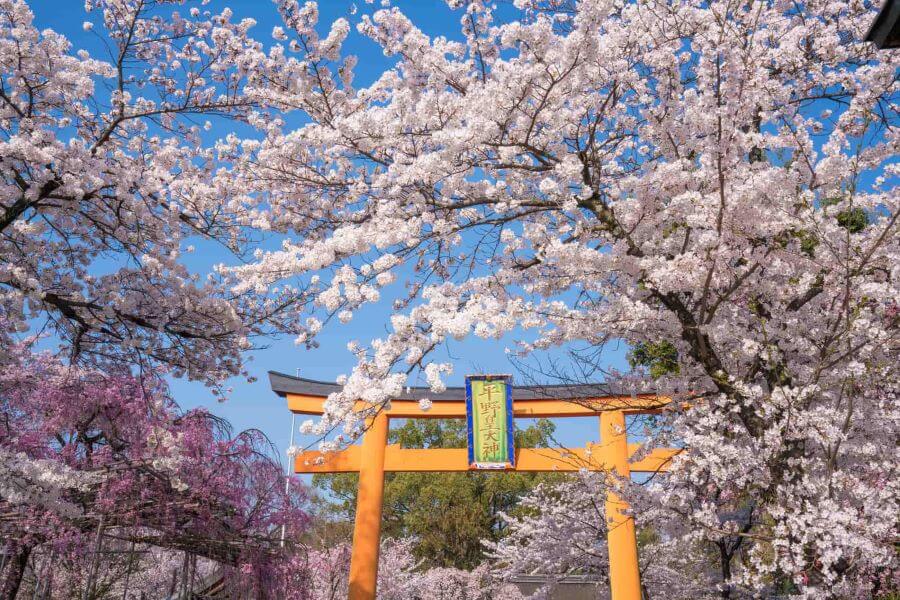 Kyoton là một trong những địa điểm ngắm hoa anh đào đẹp nhất xứ sở phù tang mà bạn không nên bỏ lỡ