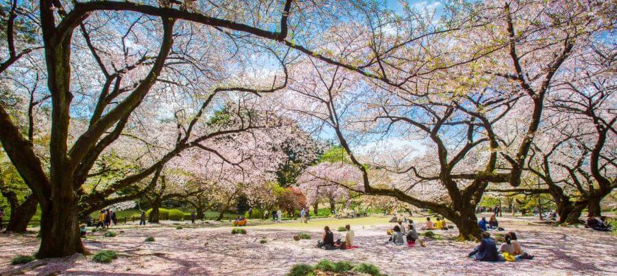 Mỗi một địa điểm ngắm hoa anh đào tại Tokyo đều mang một nét đẹp riêng, hứa hẹn mang đến cho du khách những trải nghiệm khó quên