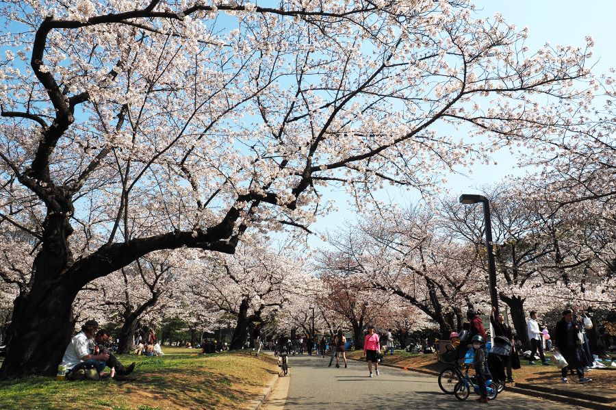 Công viên Shinjuku - một trong những địa điểm ngắm hoa anh đào lý tưởng tại Nhật Bản
