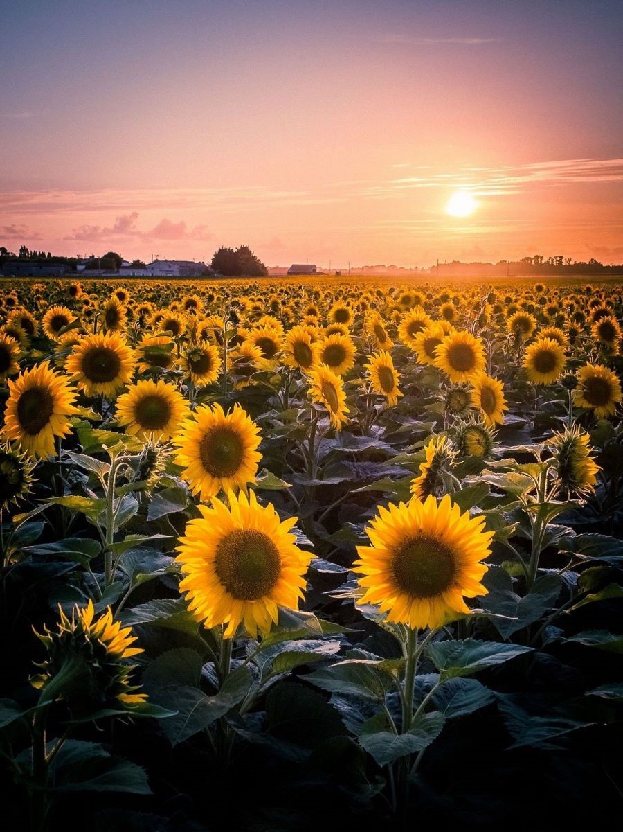 Với cánh đồng hoa hướng dương siêu đẹp này hứa hẹn mang đến cho bạn những bức ảnh check-in sống ảo cực chất lượng