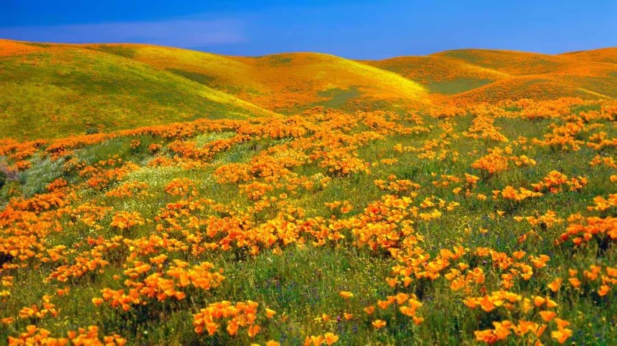 Thung lũng Antelope khoác lên mình chiếc áo rực rỡ với sắc hoa anh túc nở rộ