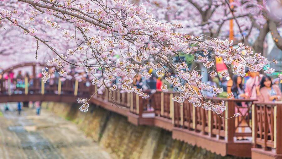 Jinhae chính là điểm đến lý tưởng cho những ai muốn chiêm ngưỡng vẻ đẹp của hoa anh đào sớm khi đi du lịch Hàn Quốc