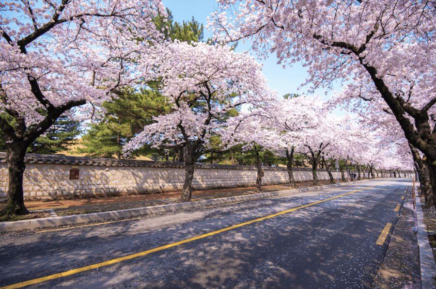 Gyeongju thu hút du khách bởi khung cảnh thiên nhiên tuyệt đẹp với những cánh hoa anh đào bung nở mỗi khi xuân về