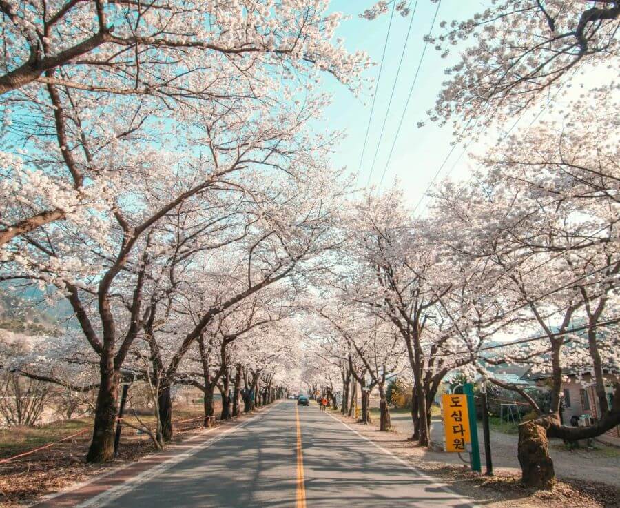 Hadong là một trong những điểm đến tuyệt vời để chiêm ngưỡng hoa anh đào nở sớm tại Hàn Quốc