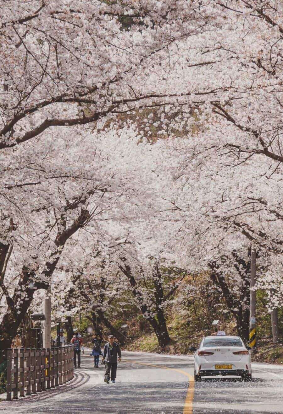 Những cánh hoa anh đào nở rộ nhuộm hồng cả một vùng trời khiến Hadong trở nên trữ tình và lãng mạn hơn bao giờ hết