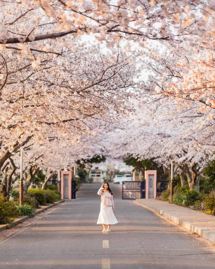 Thông thường, vào cuối tháng 3, những cây hoa anh đào tại Jeju bắt đầu bung nở, nhuộm hồng cả một vùng trời