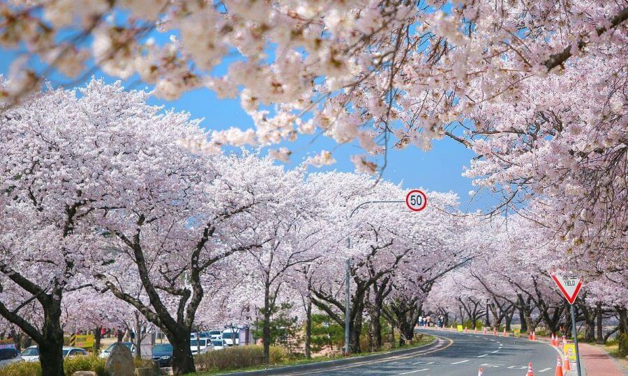 Busan là một trong những điểm đến lý tưởng để chiêm ngưỡng hoa anh đào nở sớm
