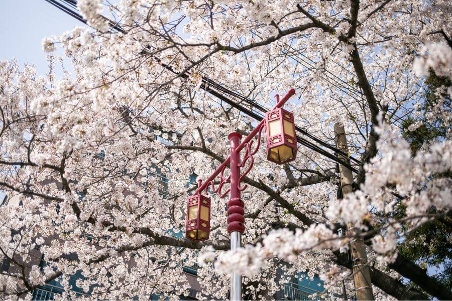 Busan còn tổ chức nhiều lễ hội hoa anh đào đặc sắc, thu hút đông đảo du khách gần xa đến khám phá