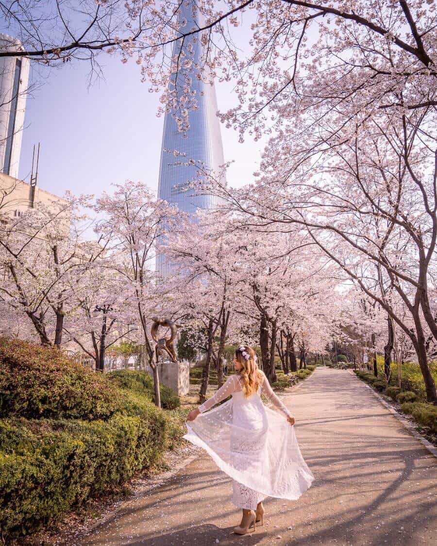 Jinhae nổi tiếng là một trong những địa điểm ngắm hoa anh đào nở sớm và đẹp nhất tại Hàn Quốc